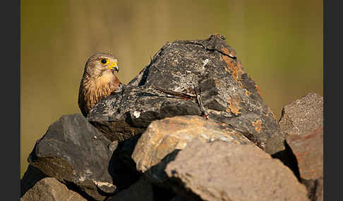 Turmfalke (Falco tinnunculus)