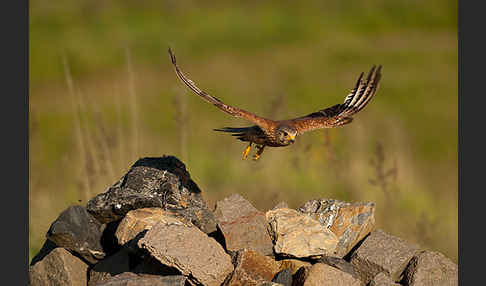 Turmfalke (Falco tinnunculus)