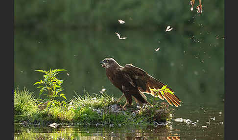 Rohrweihe (Circus aeruginosus)