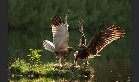 Rohrweihe (Circus aeruginosus)