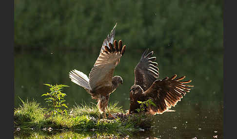 Rohrweihe (Circus aeruginosus)