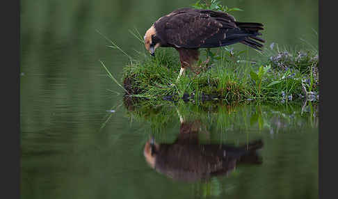 Rohrweihe (Circus aeruginosus)