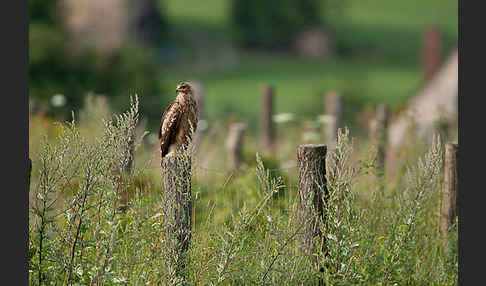 Schreiadler (Aquila pomarina)