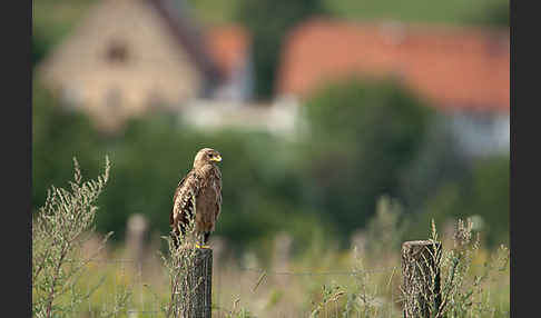 Schreiadler (Aquila pomarina)