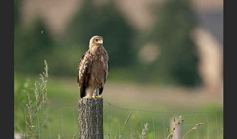 Schreiadler (Aquila pomarina)