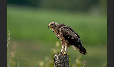 Schreiadler (Aquila pomarina)