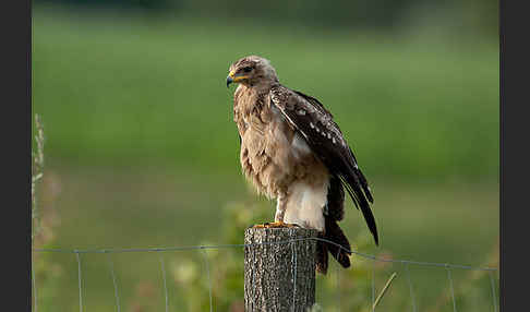 Schreiadler (Aquila pomarina)