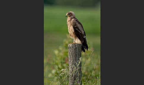 Schreiadler (Aquila pomarina)