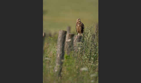 Schreiadler (Aquila pomarina)