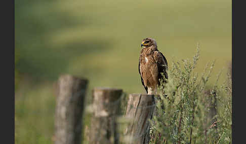 Schreiadler (Aquila pomarina)