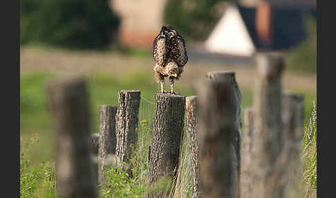 Schreiadler (Aquila pomarina)