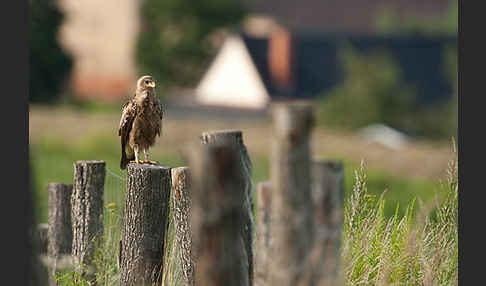 Schreiadler (Aquila pomarina)