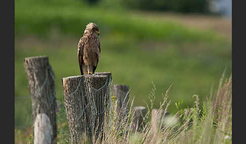 Schreiadler (Aquila pomarina)