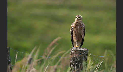 Schreiadler (Aquila pomarina)