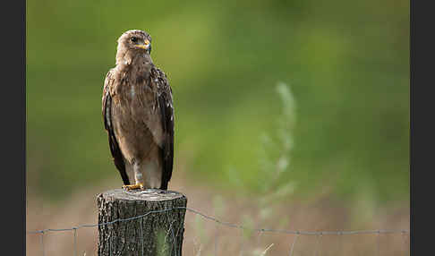 Schreiadler (Aquila pomarina)