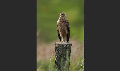 Schreiadler (Aquila pomarina)