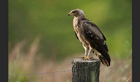 Schreiadler (Aquila pomarina)