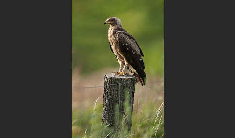 Schreiadler (Aquila pomarina)