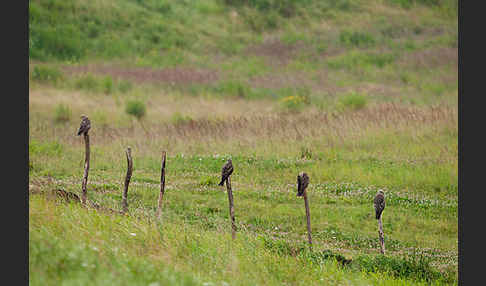 Schwarzmilan (Milvus migrans)