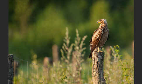 Schreiadler (Aquila pomarina)