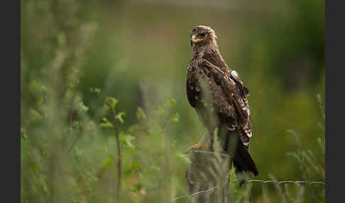 Schreiadler (Aquila pomarina)