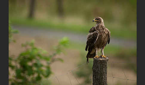 Schreiadler (Aquila pomarina)