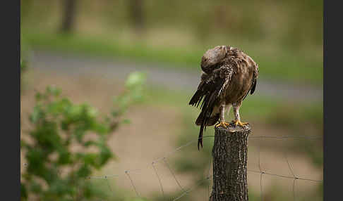 Schreiadler (Aquila pomarina)