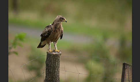 Schreiadler (Aquila pomarina)