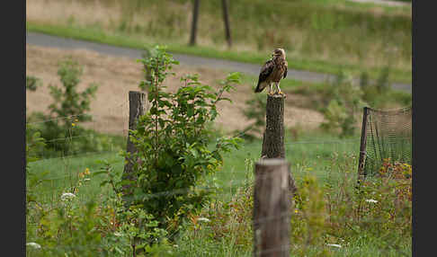 Schreiadler (Aquila pomarina)