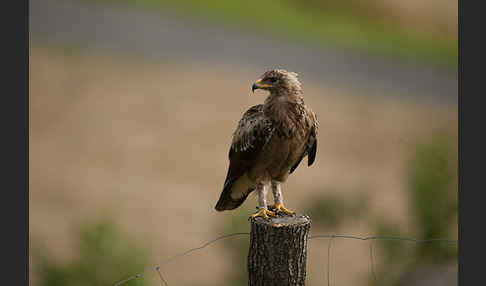 Schreiadler (Aquila pomarina)