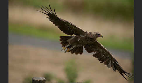 Schreiadler (Aquila pomarina)