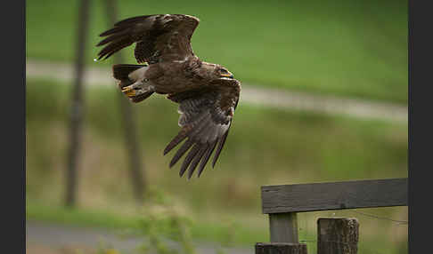 Schreiadler (Aquila pomarina)