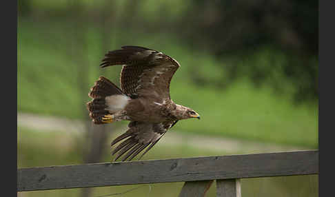 Schreiadler (Aquila pomarina)