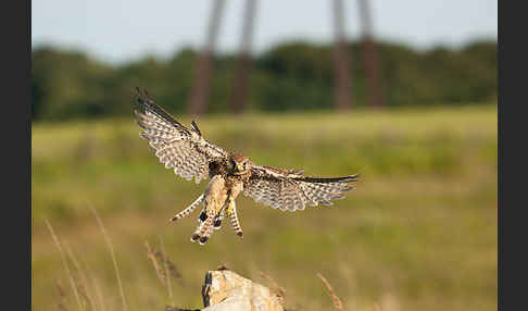 Turmfalke (Falco tinnunculus)