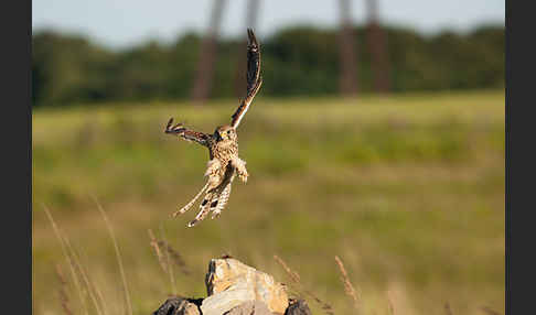 Turmfalke (Falco tinnunculus)