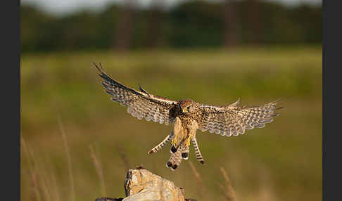 Turmfalke (Falco tinnunculus)