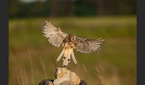 Turmfalke (Falco tinnunculus)