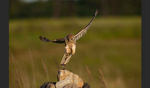 Turmfalke (Falco tinnunculus)