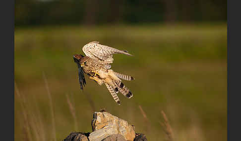 Turmfalke (Falco tinnunculus)