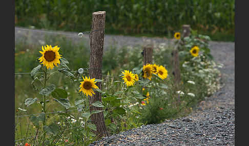 Gewöhnliche Sonnenblume (Helianthus annuus)