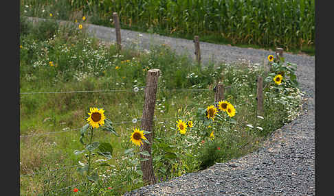 Gewöhnliche Sonnenblume (Helianthus annuus)