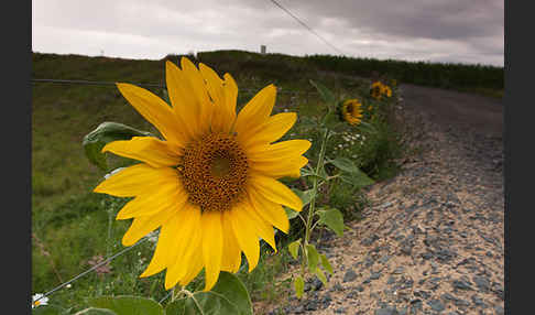 Gewöhnliche Sonnenblume (Helianthus annuus)