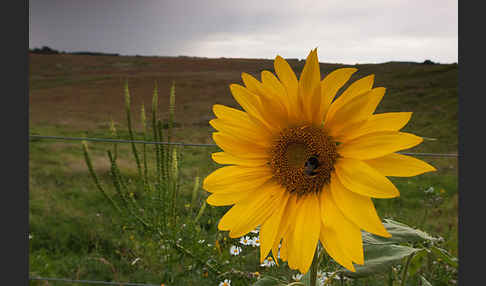 Gewöhnliche Sonnenblume (Helianthus annuus)