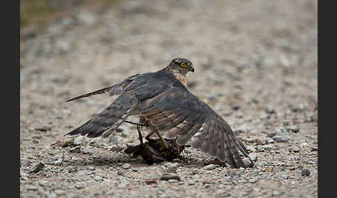 Sperber (Accipiter nisus)