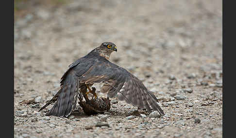 Sperber (Accipiter nisus)