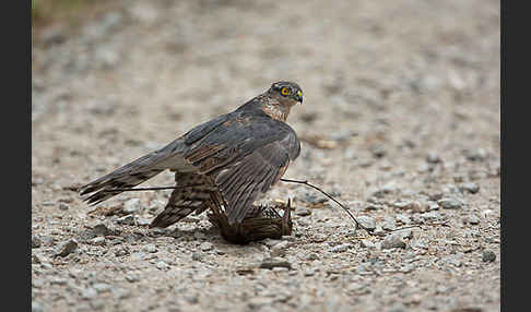 Sperber (Accipiter nisus)