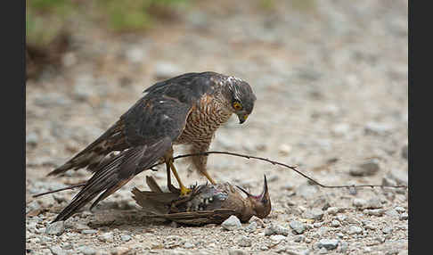 Sperber (Accipiter nisus)