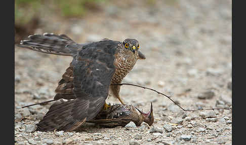 Sperber (Accipiter nisus)