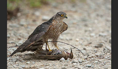 Sperber (Accipiter nisus)