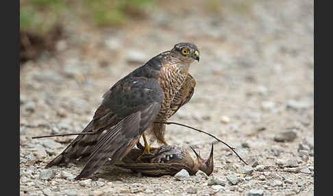 Sperber (Accipiter nisus)